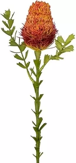 Banksia konstväxt, orange