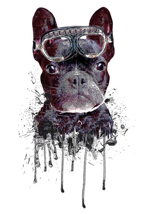 Poster Hund 298 kr Trendrum.se